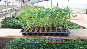 Rasaduri | Rasad rosii romanesti si hibrizi ardei vinete castraveti - imagine 5