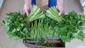 Vand patrunjel de frunza la snop in cantitati mari - imagine 6