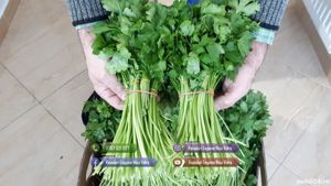 Vand patrunjel de frunza la snop in cantitati mari