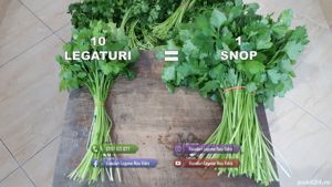 Vand patrunjel de frunza la snop in cantitati mari - imagine 2