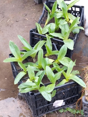 Orhidee,răsad la ghiveci,medicinală cu efect de ginseng. - imagine 3