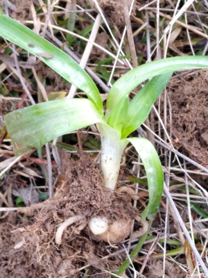 Orhidee,răsad la ghiveci,medicinală cu efect de ginseng.