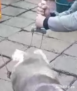 Asomator electronic portabil pentru porci fără limita de kilograme  - imagine 2