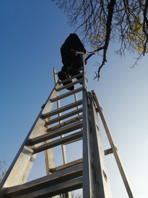 Taiere toaletare copac,defrisare teren,sapam maruntim si nivelam pamint gradini,Cosire vegetatie - imagine 2