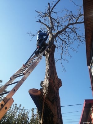 Taiere toaletare copac,defrisare teren,sapam maruntim si nivelam pamint gradini,Cosire vegetatie - imagine 3