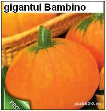 seminte dovleac gigantul Bambino - 15kg -menține proprietățile decorative până în primăvară.