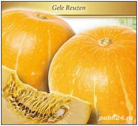 10seminte - dovleac furajer -  Gele Reuzen - creste la 35kg
