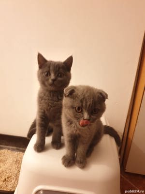 British Shorthair Blue Taby - imagine 2