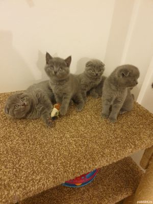 British Shorthair Blue Taby - imagine 3