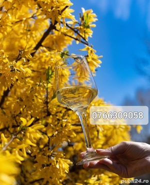 Vin de Vita Nobila - Feteasca Regala