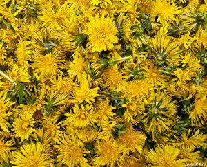 Tinctura de papadie - 100% naturala - imagine 5