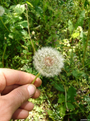 Tinctura de papadie - 100% naturala - imagine 4