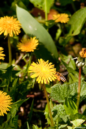 Tinctura de papadie - 100% naturala - imagine 7