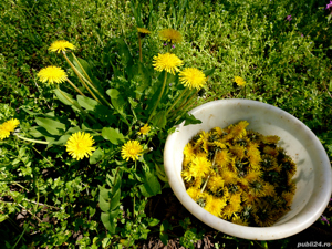 Tinctura de papadie - 100% naturala - imagine 9