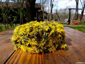 Tinctura de papadie - 100% naturala - imagine 8