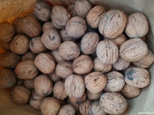 Vând nuci în coajă din septembrie - octombrie 2024 - imagine 2