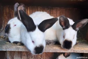 Vând iepuri californian California  - imagine 2