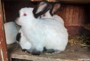 Vând iepuri californian California  - imagine 4