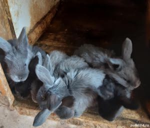 Vand iepuri de casa  - imagine 2 Vand iepuri de casa  - imagine 2