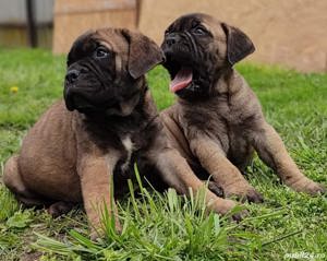 Vând pui de bullmastiff /bulmastif - imagine 3 Vând pui de bullmastiff /bulmastif - imagine 3