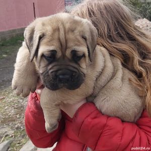 Vând pui cane corso formentino - imagine 2