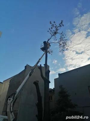 Taiere toaletare copac,defrisare teren,sapam maruntim si nivelam pamint gradini,Cosire vegetatie - imagine 7