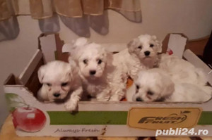 Vand căței Bichon Maltez acum o oferta grozava