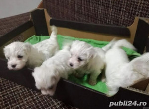 Vand căței Bichon Maltez acum o oferta grozava - imagine 3