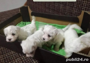 Vand căței Bichon Maltez acum o oferta grozava - imagine 2