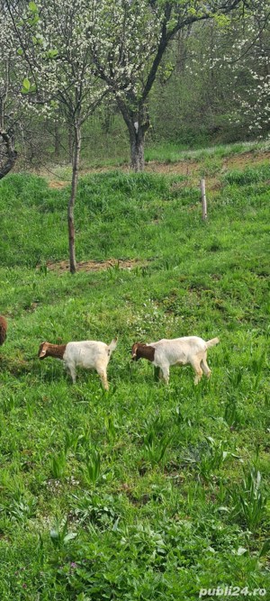 iedute Boer - imagine 2 iedute Boer - imagine 2