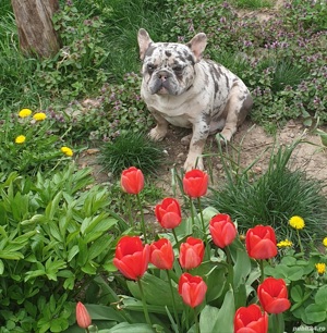 Bulldog francez Merle Tan - imagine 2