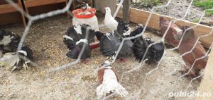 Porumbei voltati negri si albi  - imagine 2