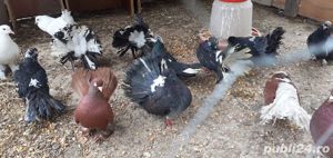 Porumbei voltati negri si albi  - imagine 3