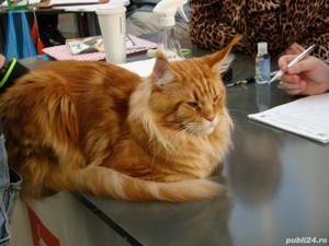 Mascul rasa Maine Coon - imagine 7