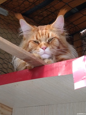 Mascul rasa Maine Coon - imagine 3