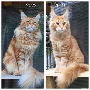 Mascul rasa Maine Coon - imagine 9