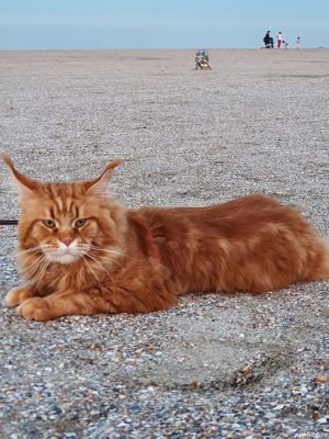 Mascul rasa Maine Coon - imagine 5
