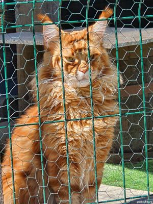 Mascul rasa Maine Coon - imagine 10