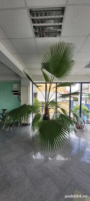 Vând palmieri Washingtonia - imagine 3