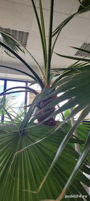 Vând palmieri Washingtonia - imagine 2