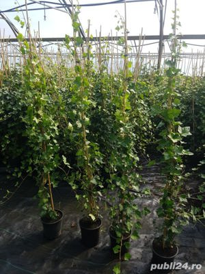Plante ornamentale de gradina -iasomie,lonicera,iedera 50+25 gratis - imagine 3