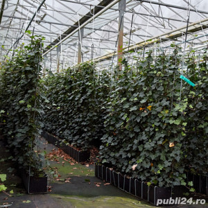 Plante ornamentale de gradina -iasomie,lonicera,iedera 50+25 gratis - imagine 5