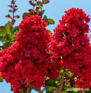 Plante ornamentale de gradina -iasomie,lonicera,iedera 50+25 gratis - imagine 7