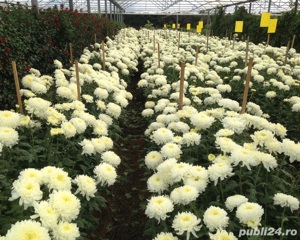 Plante ornamentale de gradina -iasomie,lonicera,iedera 50+25 gratis - imagine 10