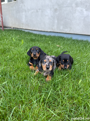 mascul teckel arlequin - imagine 3