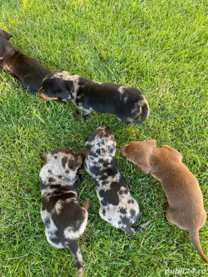 mascul teckel arlequin - imagine 4