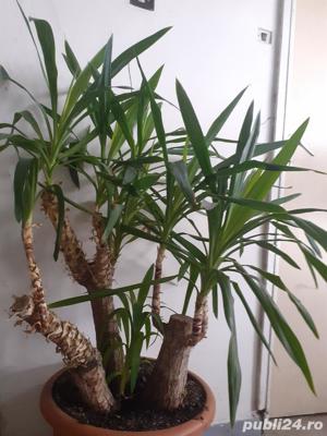 Yuca cu  3 brate, Paianjenul, Palmata  si alte plante decorative