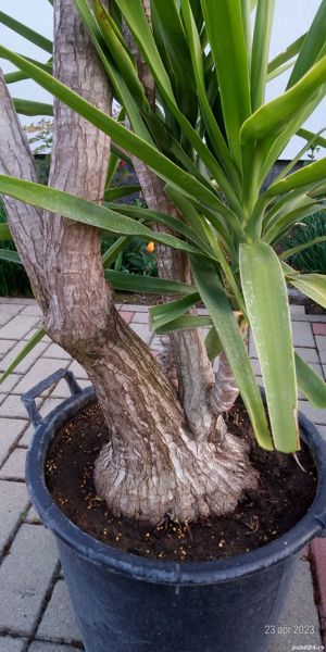 Plante exterior  - imagine 8