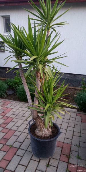 Plante exterior  - imagine 9