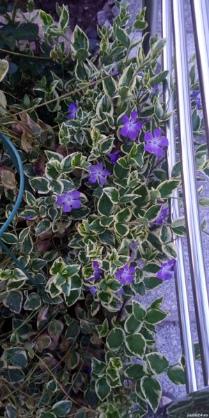 Plante exterior  - imagine 10